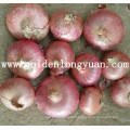 Export Quality Fresh New Crop Red Onion